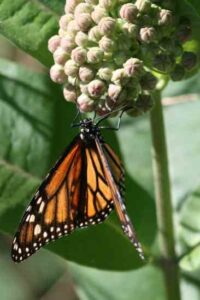 Support Biodiversity by Maintaining Native Plant Species Image